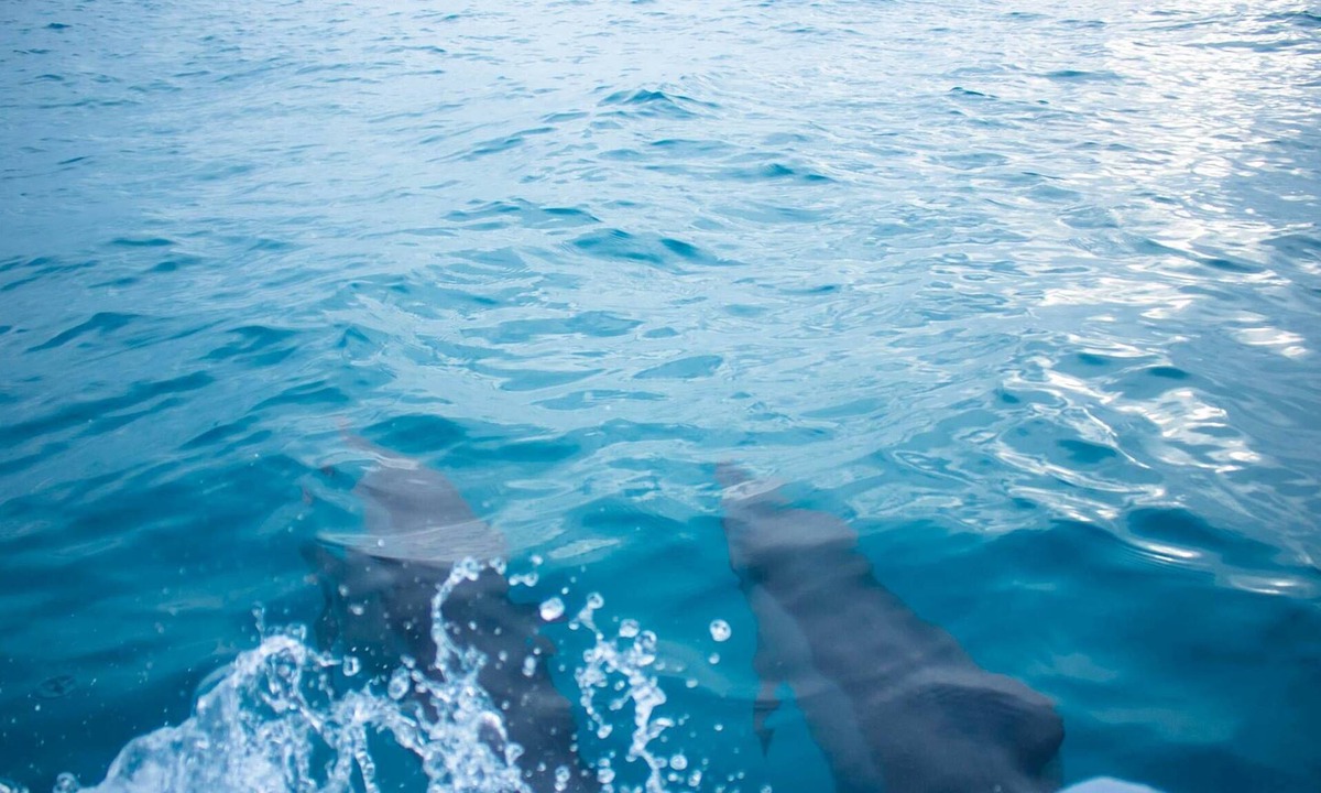 Guraidhoo Cabin | Sunshine Lodge: Luxurious Rooms, Delicious Food and Fantastic Excursion Trips