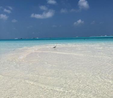 Dhiffushi Hotel | Portia Hotel & Spa