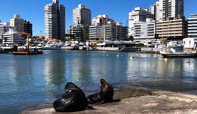 Funcional y Acogedor Apto. en la Península de Punta del Este