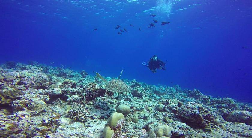 Photo of Others in Dhiffushi