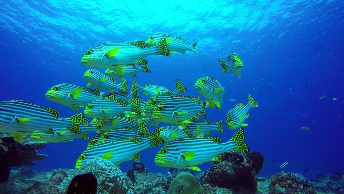 Photo of Others in Dhiffushi