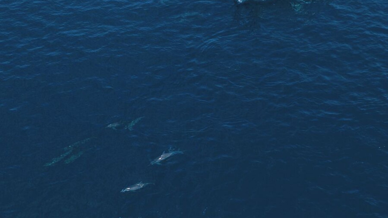 Photo of Others in Dhiffushi