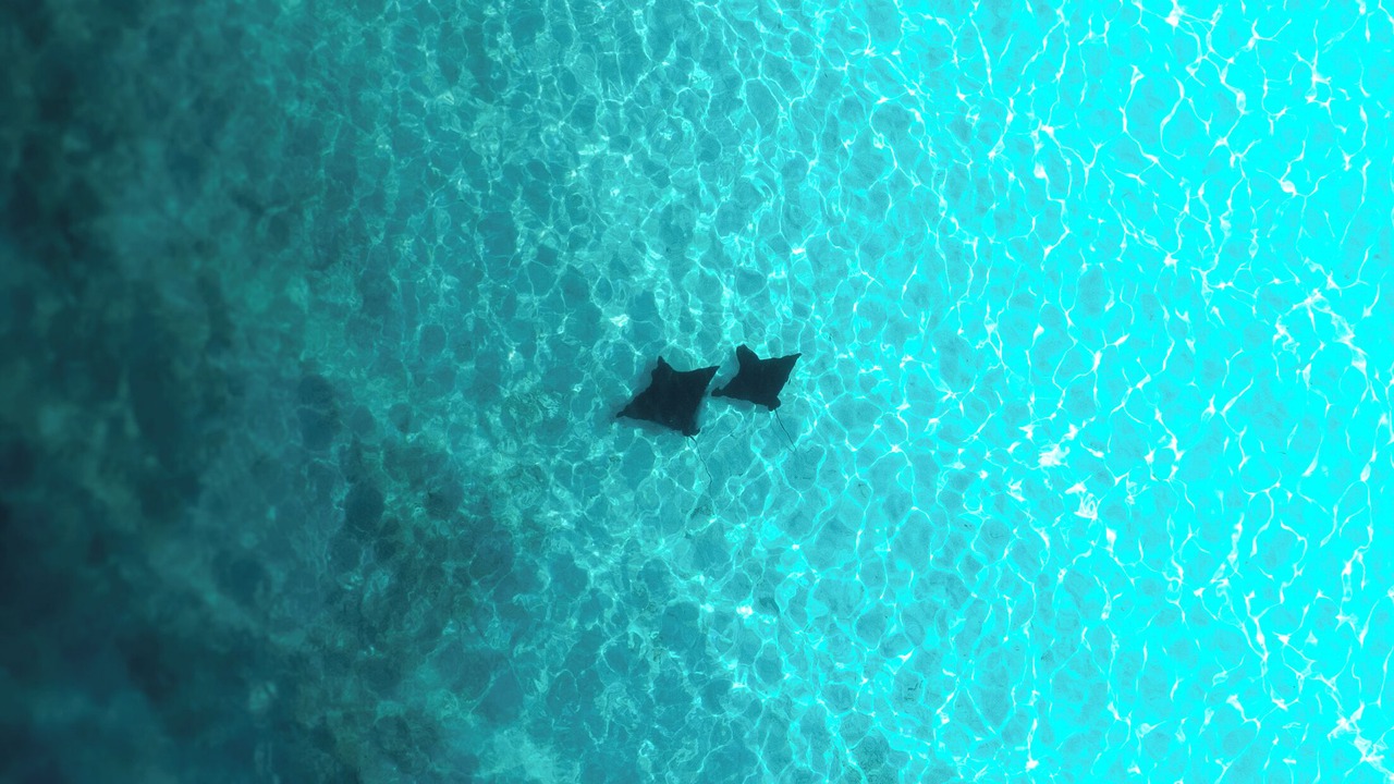 Photo of Others in Dhiffushi