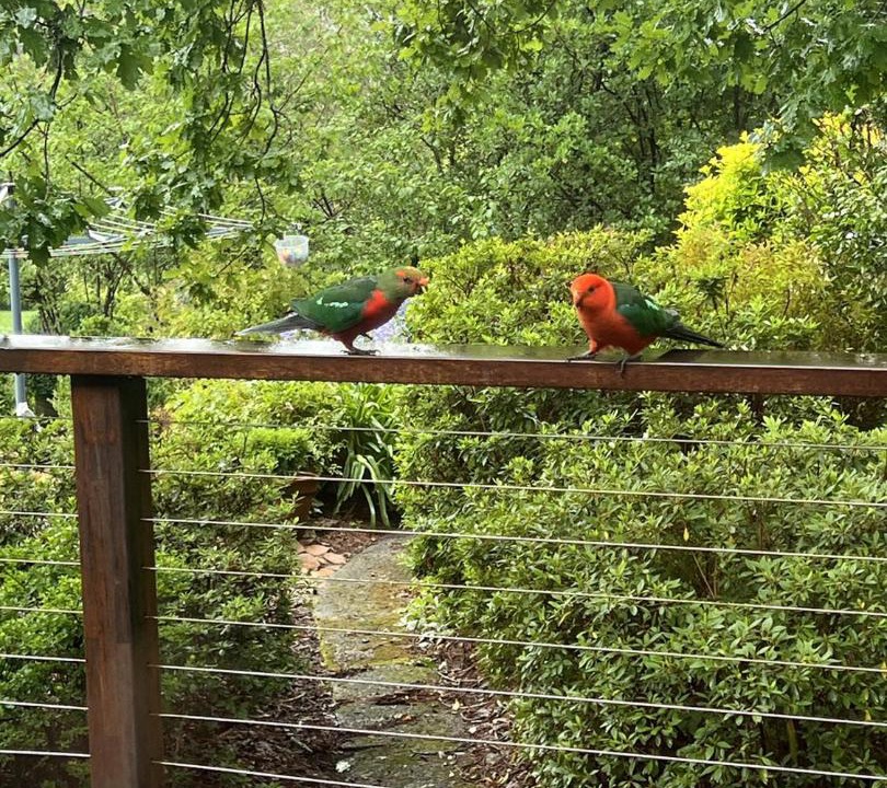 Photo of Others in Wentworth Falls