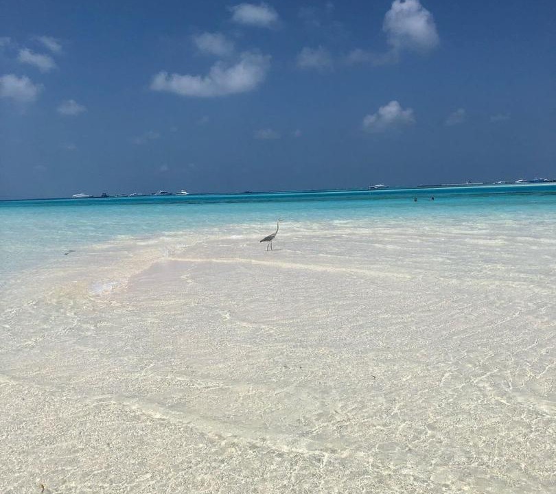 Photo of Others in Dhiffushi