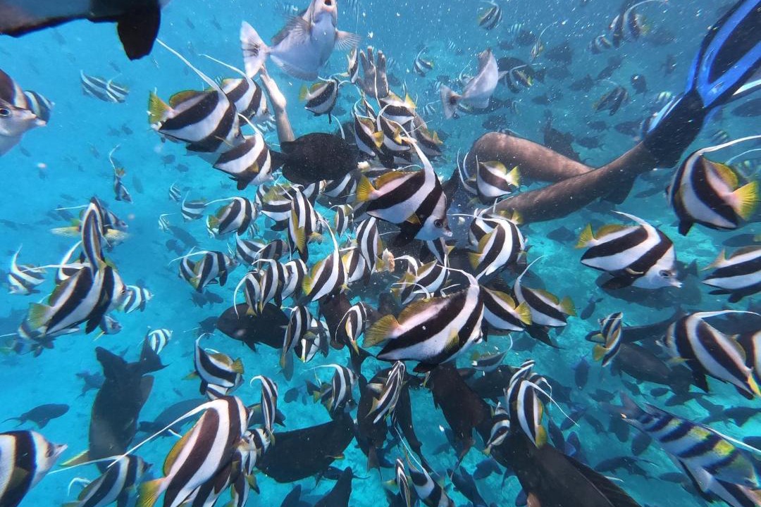Photo of Others in Himmafushi
